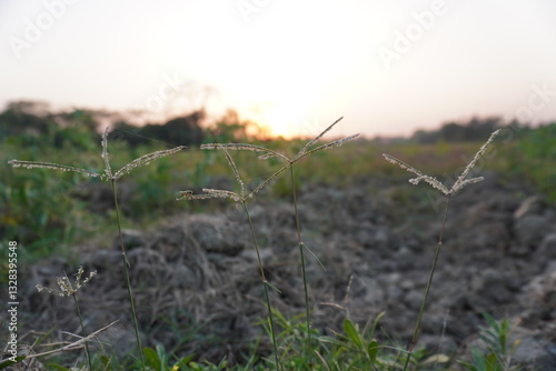 Digitaria ciliaris, also known as southern crabgrass on the field 
