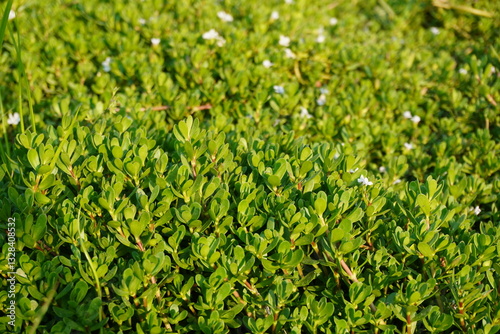 A dense patch of Waterhyssop, several tiny white flowers on the plant 