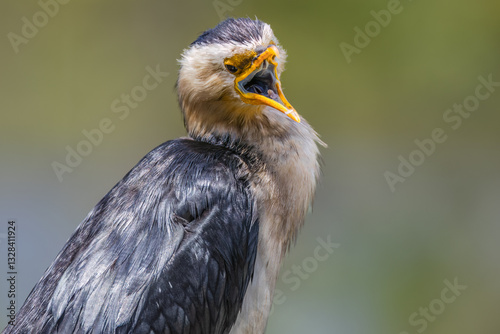 A pied cormorant with its beak wide open and showing a blue mouth in a close-up portrait of this predatory waterbird against a blurred background at Robina on the Gold Coast in Queensland, Australia.