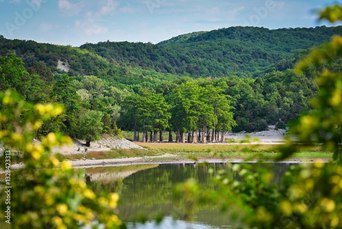 Green cypress grove on Lake Sukko in summer