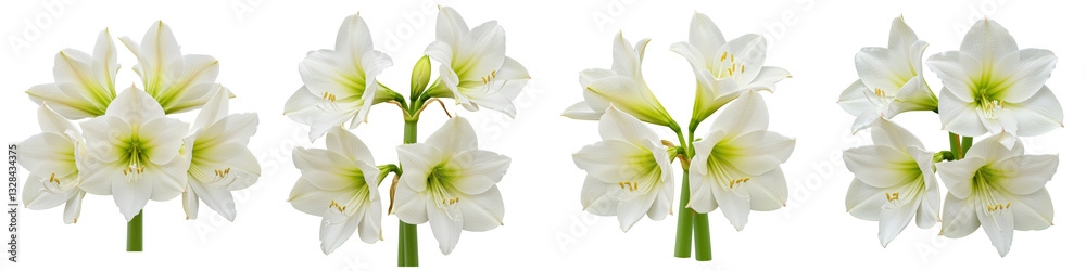 Fototapeta premium Trio of White Amaryllis, Cut Out Set