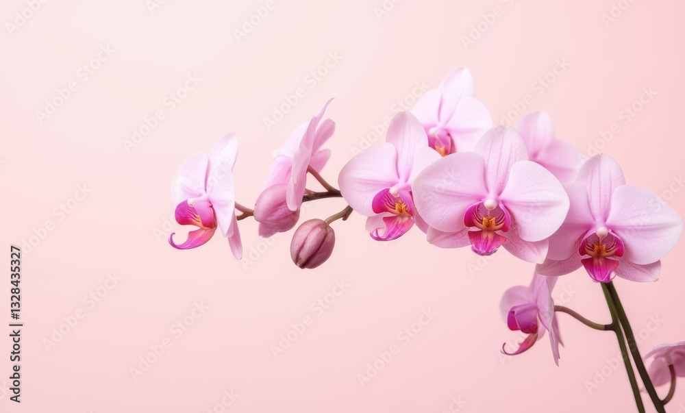 Delicate pink orchids on display Delicate pink orchids on display
