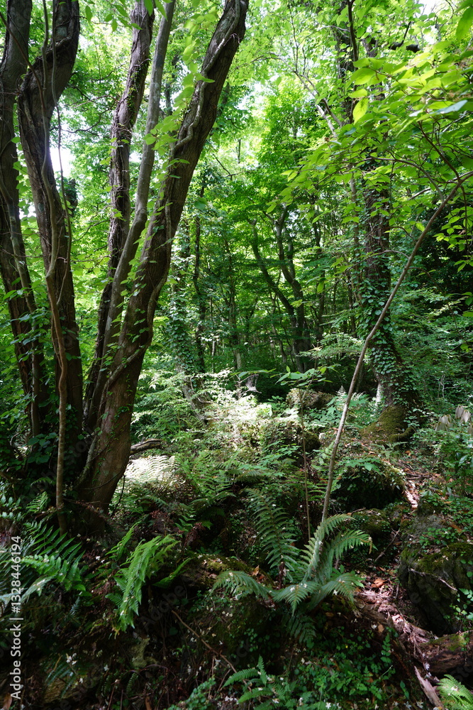 dense spring forest in the gleaming sunlight dense spring forest in the gleaming sunlight