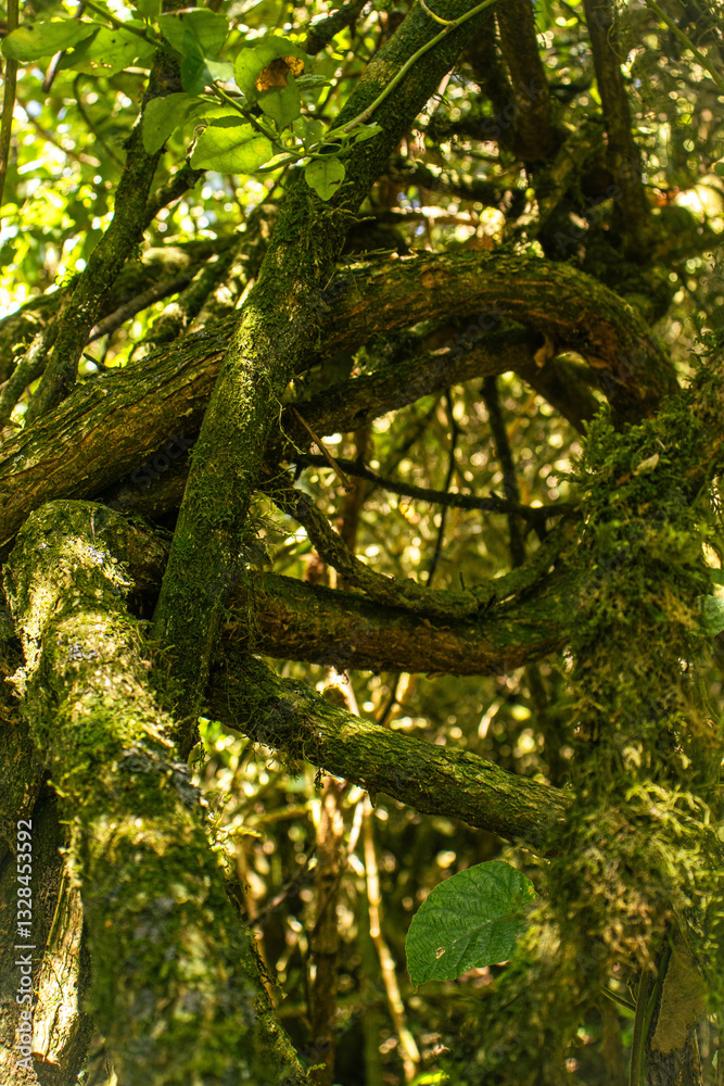 Obraz premium Mysterious shapes formed by tree branches in a lush forest.