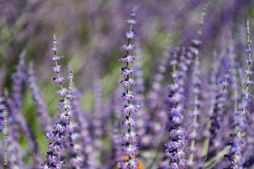 Obraz premium Sprig of Lavender. Field of lavender. Lavender flower in summer. France Provence field. Purple lavender bloom in nature. Composition of nature. Summer blooming flower. Blooming flower field