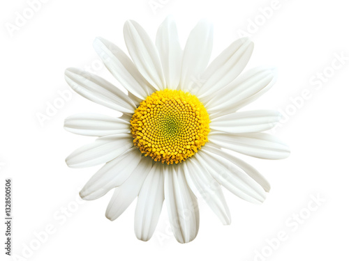 A close up photograph displays one beautiful white daisy flower photo