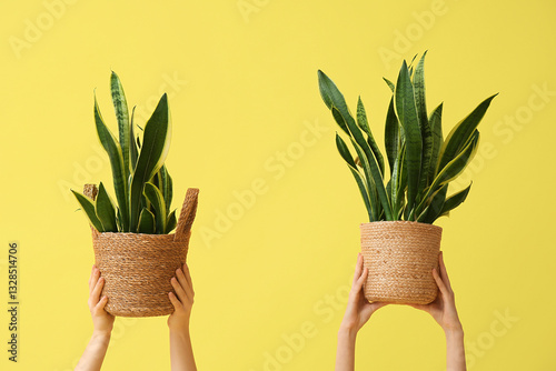 Female hands with sansevier...