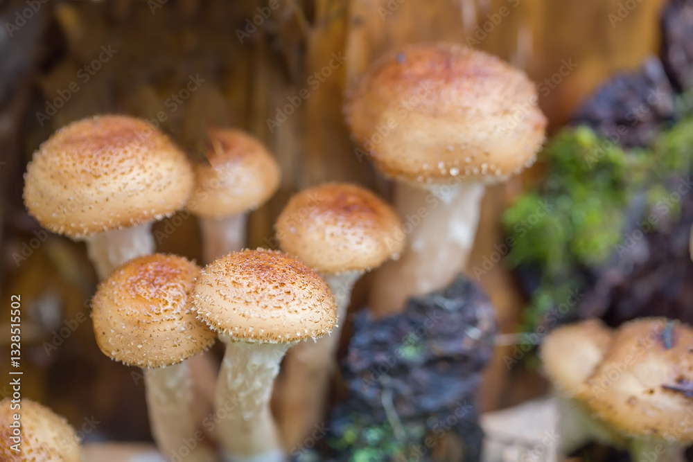 Edible mushrooms honey fungus. Close-up photo. Edible mushrooms honey fungus. Close-up photo.