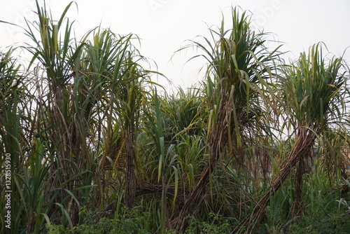 The field of sugarcane full of long leaves on its long stems photo