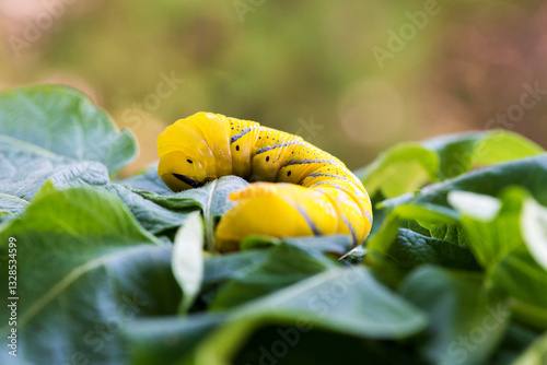 Quadro su tela African death's head hawkmoth (Acherontia atropos), a butterfly caterpillar crawling on a green leafes