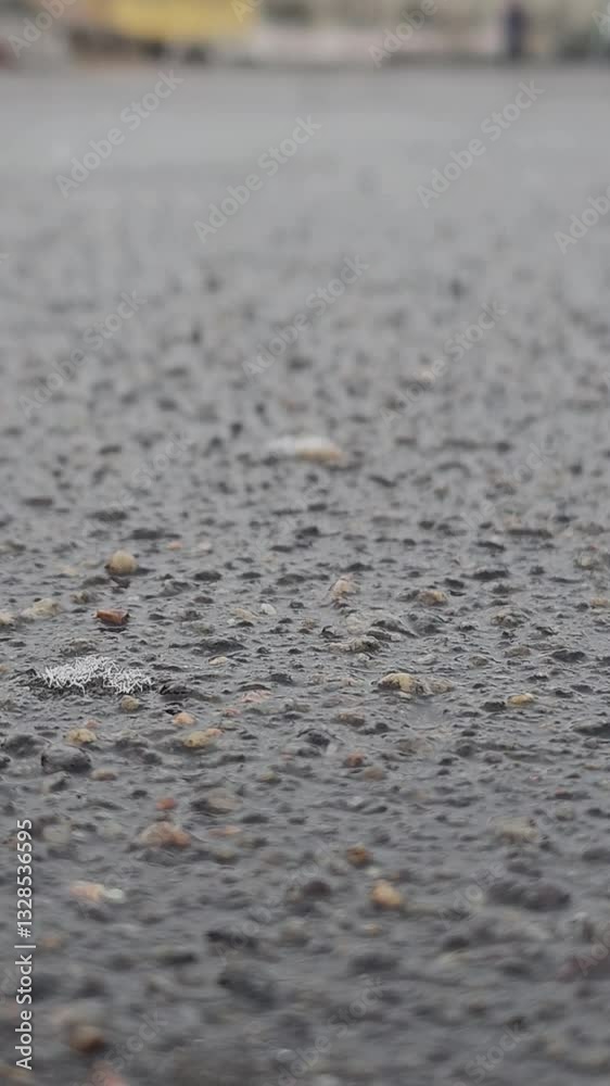 Snowflakes fall on the wet asphalt and immediately melt. Snowflakes fall on the wet asphalt and immediately melt.