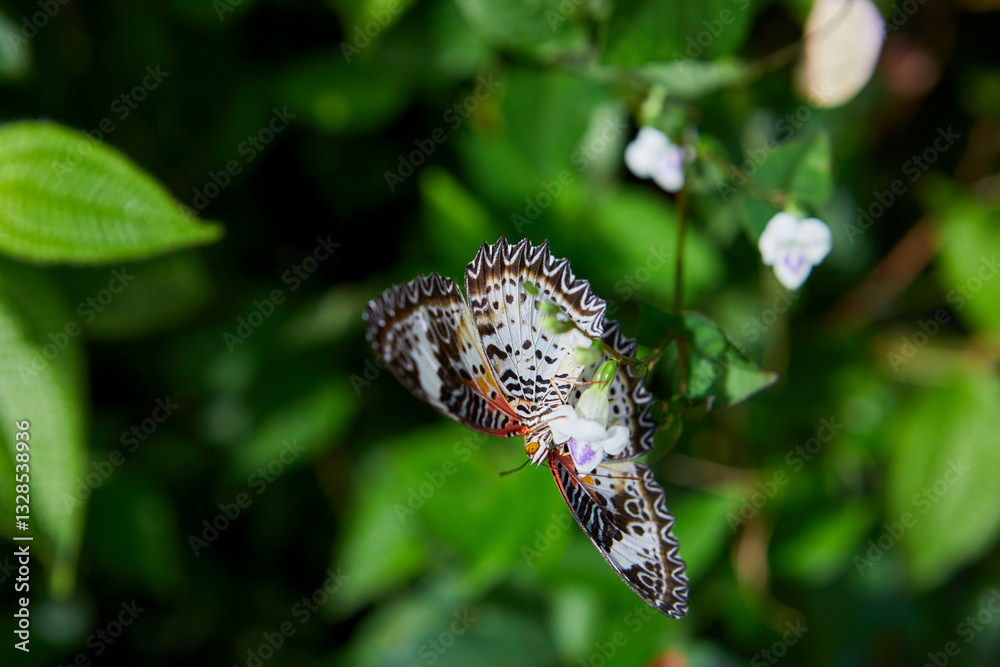 Fototapeta premium Close-up of butterfly pollinating on white flower
