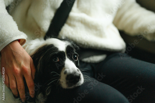 Anxious dog sits beside pet owner in a car, seeking comfort and safety
