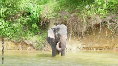 Indian Elephant Khao Sok Elephant Sanctuary. Indian elephant (Elephas maximus indicus)27.12.2024. 4K Pro Res Vlog Rec.709 footage