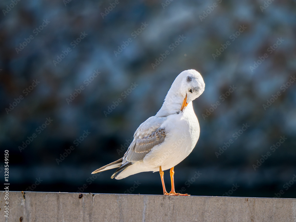 Fototapeta premium ユリカモメのアップ