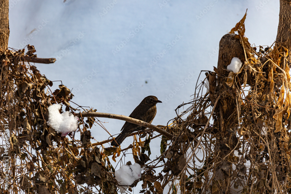 Bird on tree in winter