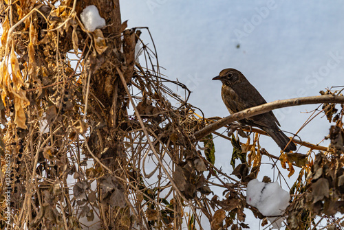 Bird on tree in winter