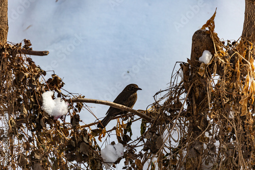 Obraz na płótnie Bird on tree in winter w salonie