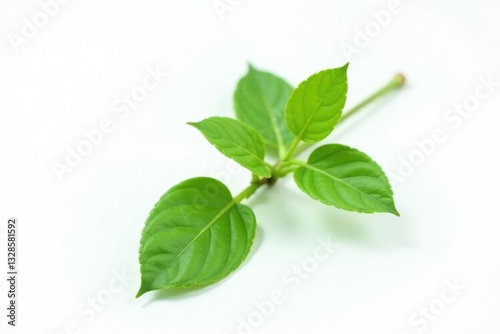 Isolated single green plant stem on white background, simple, isolated