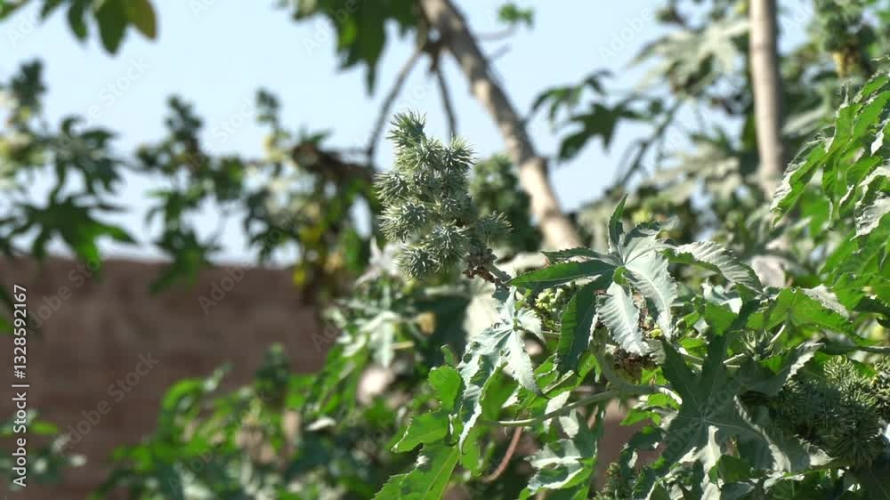 Castor Oil Plant in Sunlight – Green Foliage and Seed Clusters in 4K Slow Motion Castor Oil Plant in Sunlight – Green Foliage and Seed Clusters in 4K Slow Motion