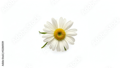 Wallpaper Mural Title: A Delicate Freshly Bloomed Daisy Flower with Soft Petals

 Torontodigital.ca