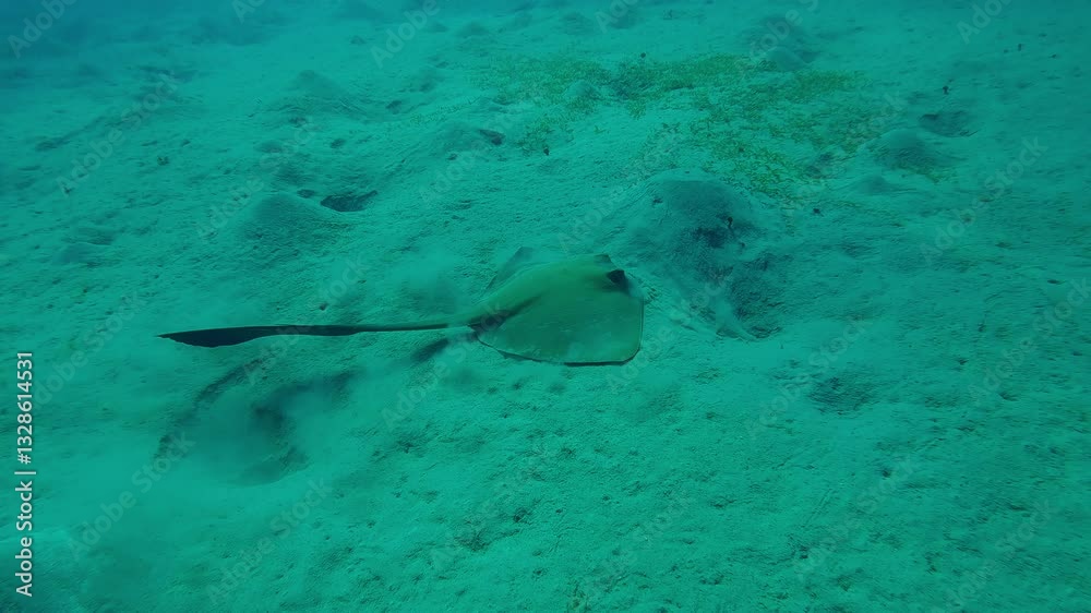 Feathertail ray swims and digs sand looking for food on a hilly sandy seabed in the deep sea, Slow motion of Cowtail Stingray, Pastinachus floats and feeding on sandy bottom Feathertail ray swims and digs sand looking for food on a hilly sandy seabed in the deep sea, Slow motion of Cowtail Stingray, Pastinachus floats and feeding on sandy bottom