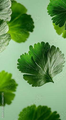 Obraz na płótnie Vibrant green cilantro leaves float against a soft, light green background. The leaves are detailed, showing texture and subtle highlights. A minimalist and refreshing image. w salonie