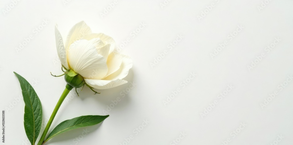 Gentle, feathery texture of flower on white canvas, soft, greenery, feathers Gentle, feathery texture of flower on white canvas, soft, greenery, feathers