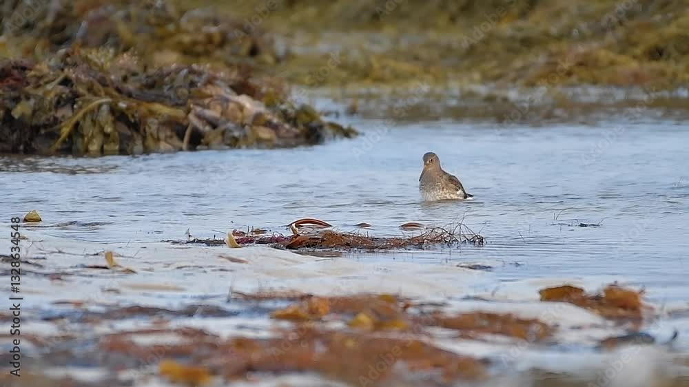 Purple sandpiper hiding among rocks and seaweed on the shoreline Purple sandpiper hiding among rocks and seaweed on the shoreline