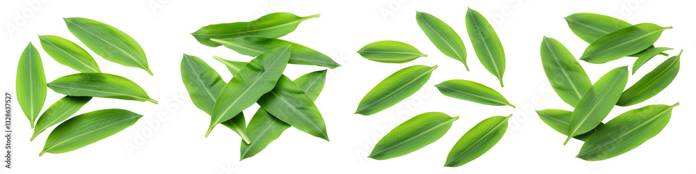 Fototapeta premium Loose Wild Garlic Leaves, Cut Out Set