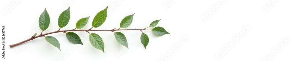 small isolated branch with leaves on white background, isolated, frosty, leaf small isolated branch with leaves on white background, isolated, frosty, leaf