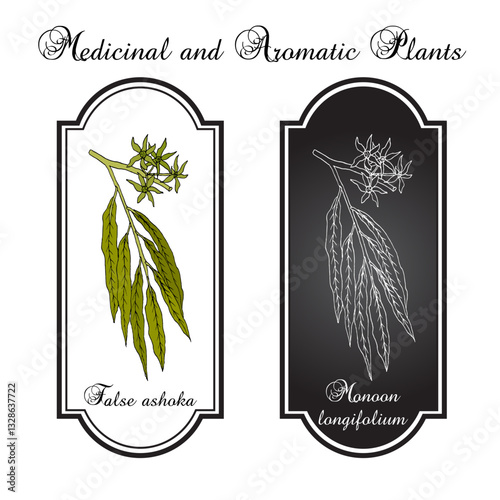 False ashoka (Monoon longifolium), ornamental plant. Hand drawn botanical vector illustration