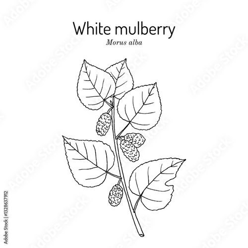 White mulberry (morus alba), edible and medicinal plant. Hand drawn botanical vector illustration