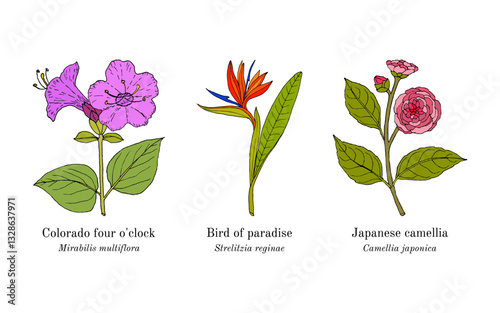 Collection of edible and medicinal plants. Hand drawn botanical vector illustration