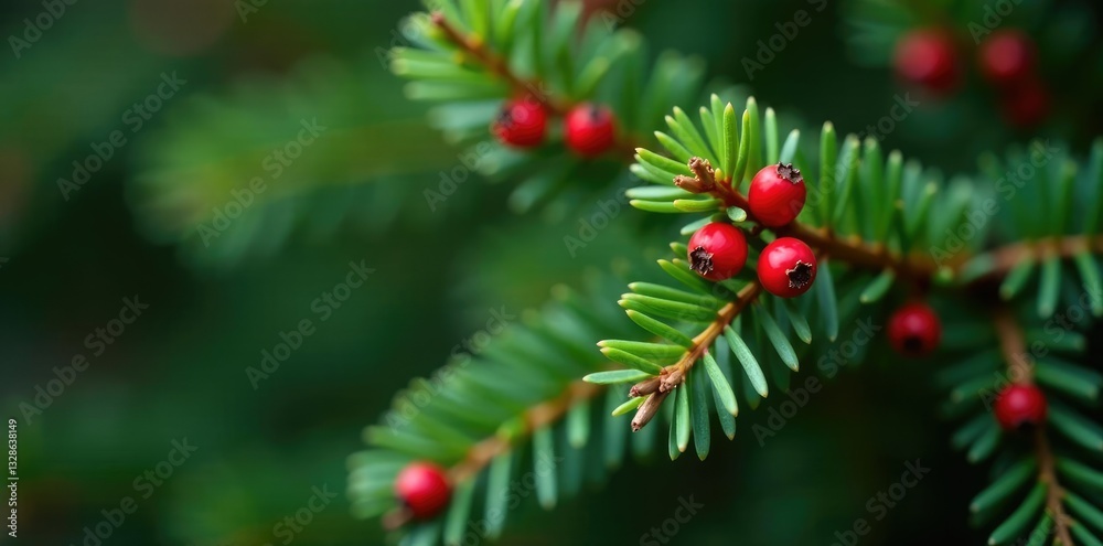 Small red berry clusters adorn the tips of fir needles, festive, decorations Small red berry clusters adorn the tips of fir needles, festive, decorations
