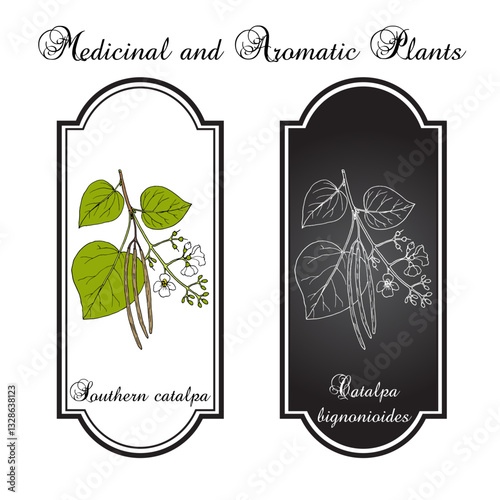 Southern catalpa, or cigartree (Catalpa bignonioides), ornamental and medicinal plant. Hand drawn botanical vector illustration