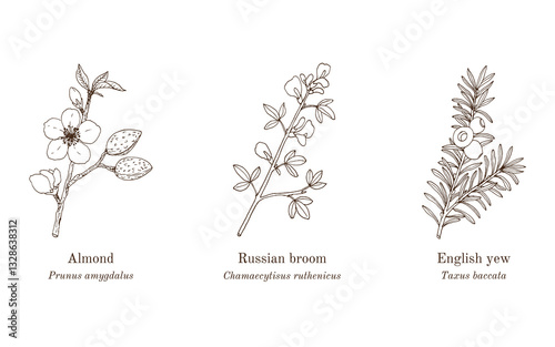 Collection of edible and medicinal plants. Hand drawn botanical vector illustration