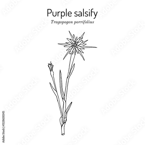 Purple salsify (Tragopogon porrifolius), edible and medicinal plant. Hand drawn botanical vector illustration