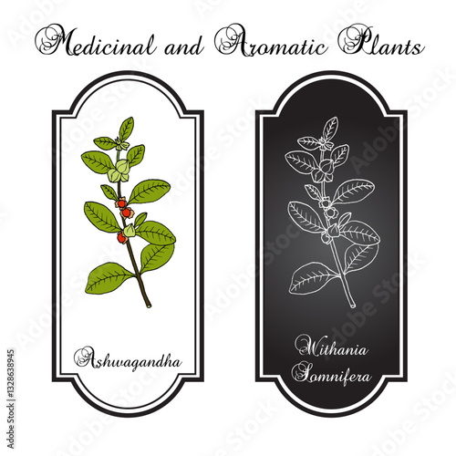 Ashwagandha, or Indian ginseng (Withania somnifera), medicinal plant. Hand drawn botanical vector illustration
