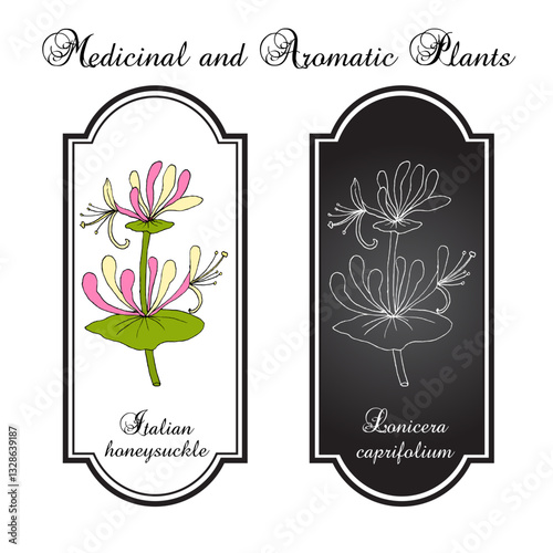 Italian honeysuckle, or perfoliate woodbine (Lonicera caprifolium), medicinal and ornamental plant. Hand drawn botanical vector illustration