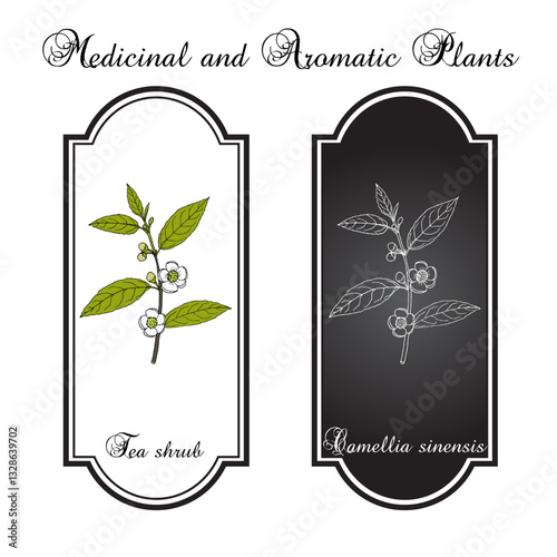 Tea shrub (Camellia sinensis) edible and medicinal plant. Hand drawn botanical vector illustration