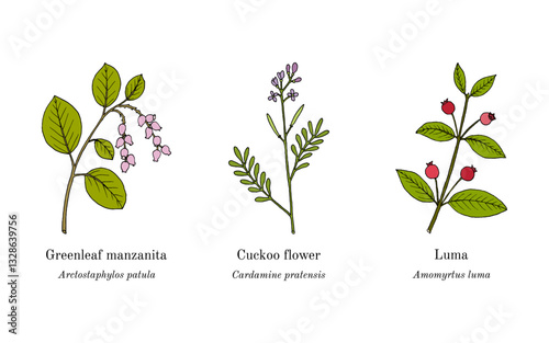 Collection of edible and medicinal plants. Hand drawn botanical vector illustration
