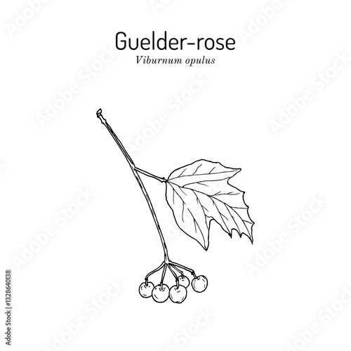 Guelder-rose (Viburnum opulus), edible and medicinal plant. Hand drawn botanical vector illustration