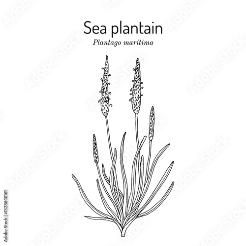 Sea plantain, or Goose tongue (Plantago maritima), edible and medicinal plant. Hand drawn botanical vector illustration