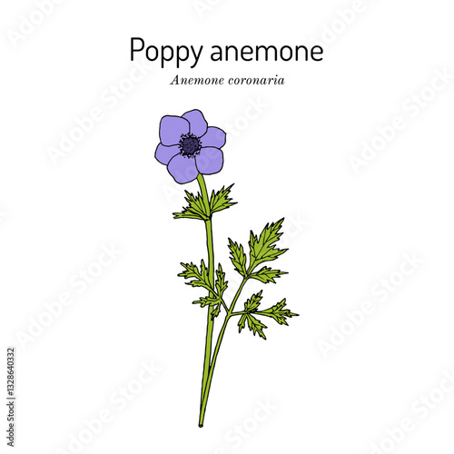 Poppy anemone, or Spanish marigold, or windflower (Anemone coronaria), ornamental and edible plant. Hand drawn botanical vector illustration
