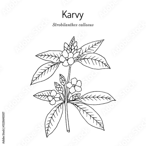 Karvy, or maruadona (Strobilanthes callosa), medicinal plant. Hand drawn botanical vector illustration