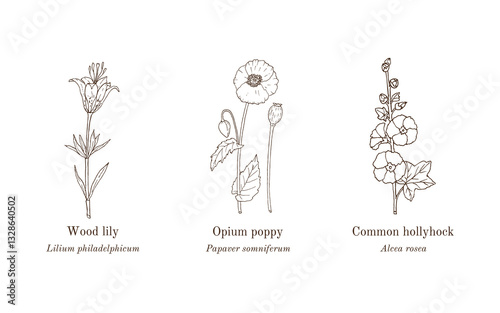 Collection of edible and medicinal plants. Hand drawn botanical vector illustration