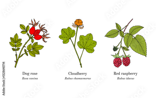 Collection of edible and medicinal plants. Hand drawn botanical vector illustration