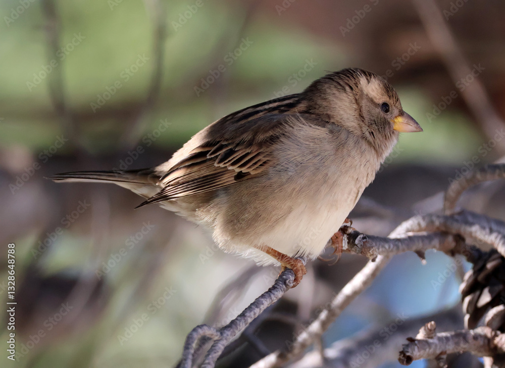 un moineau sur la branche