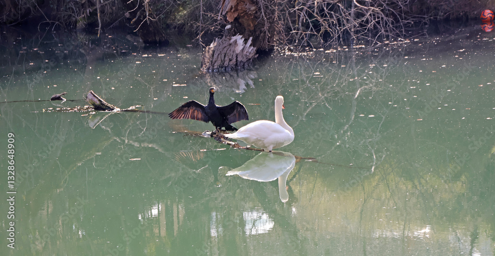 Amitiés sur le bois flottant
